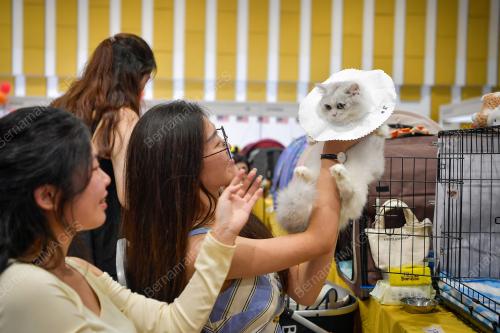 KARNIVAL KUCING MADANI