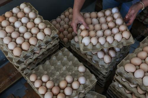 TINJAUAN BEKALAN TELUR