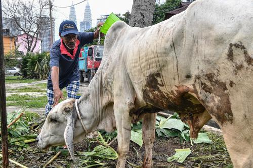 TINJAUAN LEMBU KORBAN