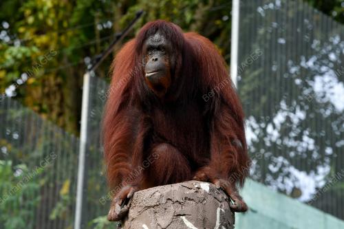 ZOO NEGARA