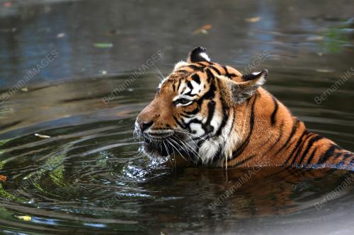 KL44_21032019_HARIMAU