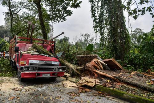 POKOK TUMBANG DAMANSARA