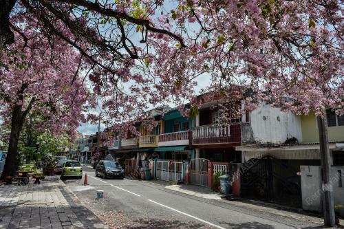 TINJAUAN MUSIM BUNGA SAKURA SEKITAR KUALA LUMPUR