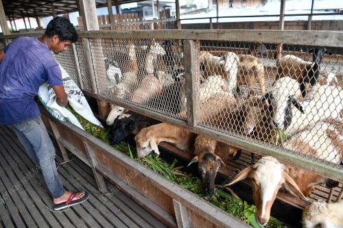 TINJAUAN KANDANG LEMBU KORBAN