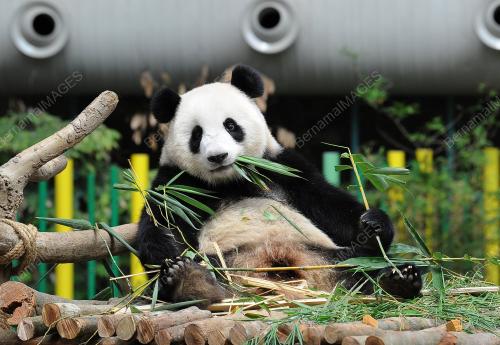 KL44_51017_PANDA_BN201710047449_05102017