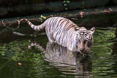 ZOO NEGARA