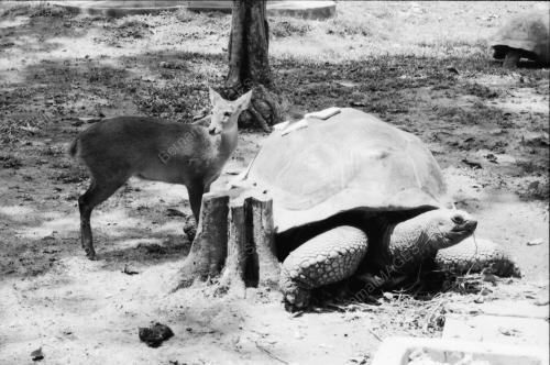 ZOO NEGARA