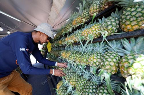 TINJAUAN SAMBUTAN PENEROKA FELDA