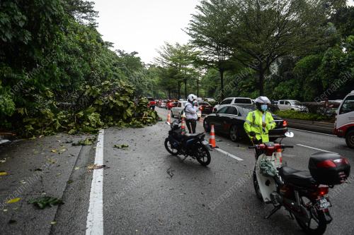 POKOK TUMBANG