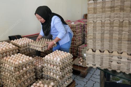 TINJAUAN BEKALAN TELUR
