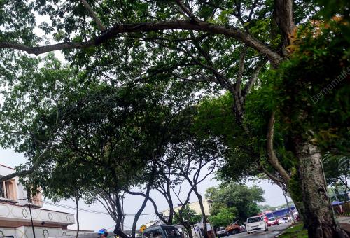 KL45_18032006_POKOK_BN201803050889