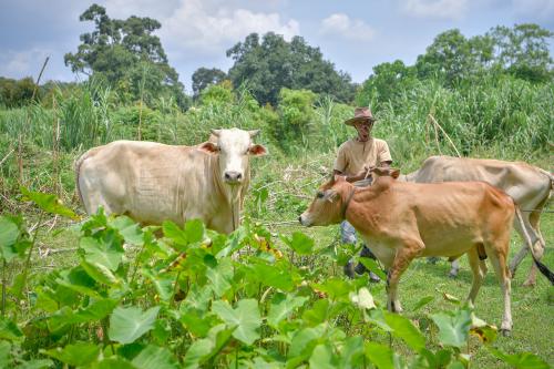 PENTERNAK LEMBU KORBAN KERESAHAN