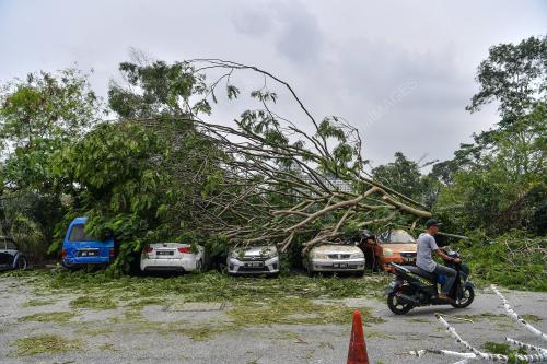POKOK TUMBANG