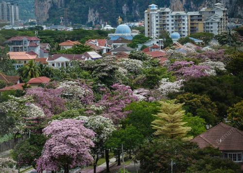 TINJAUAN MUSIM BUNGA SAKURA SEKITAR KUALA LUMPUR