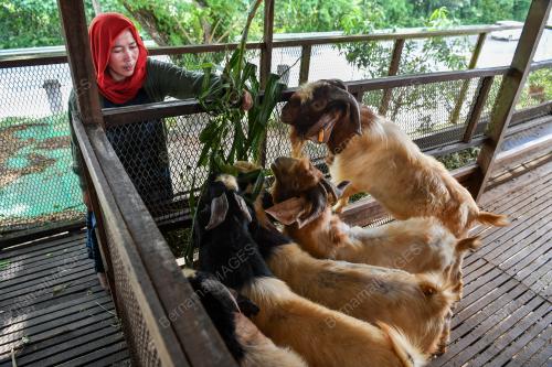 TINJAUAN KANDANG LEMBU KORBAN