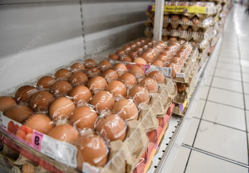 TINJAUAN SUBSIDI TELUR AYAM