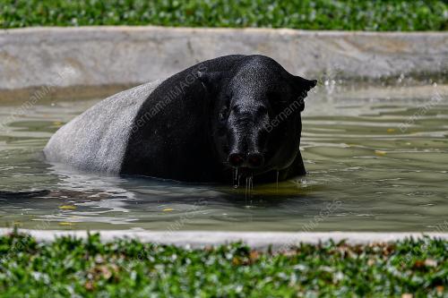 TINJAUAN ZOO NEGARA