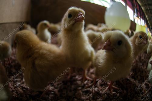 KL46_13032018_ANAK_AYAM