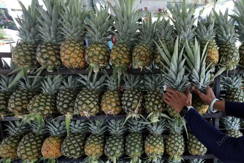 TINJAUAN SAMBUTAN PENEROKA FELDA