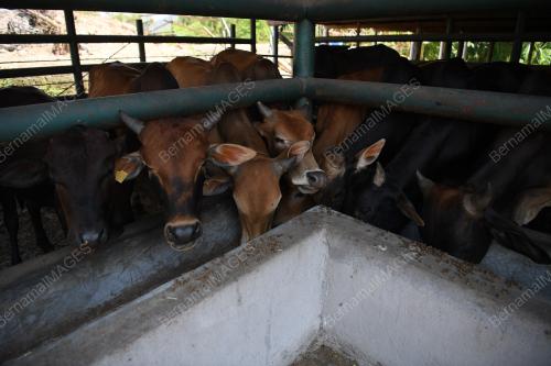 TINJAUAN KANDANG LEMBU