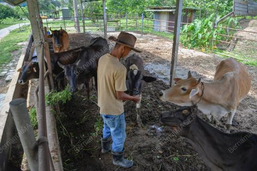 PENTERNAK LEMBU KORBAN KERESAHAN