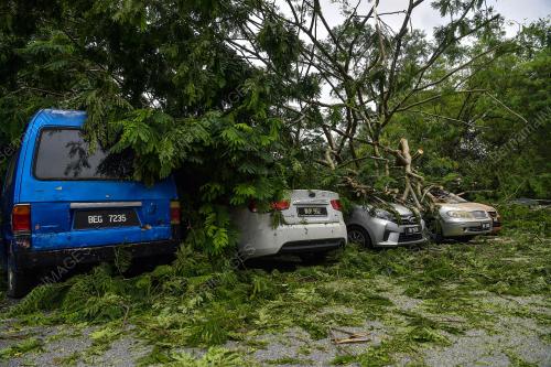 POKOK TUMBANG