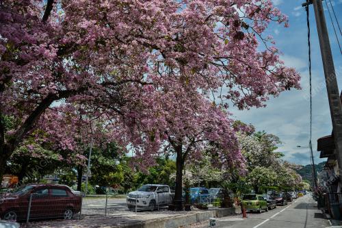 TINJAUAN MUSIM BUNGA SAKURA SEKITAR KUALA LUMPUR