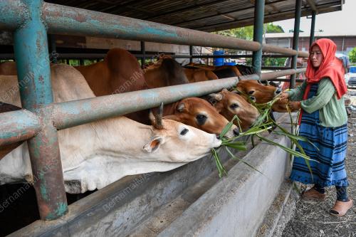 TINJAUAN KANDANG LEMBU KORBAN