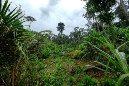 KAWASAN TEROKA DI DALAM HUTAN SIMPAN