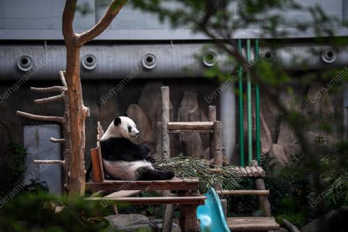 PENGHANTARAN PULANG ANAK PANDA