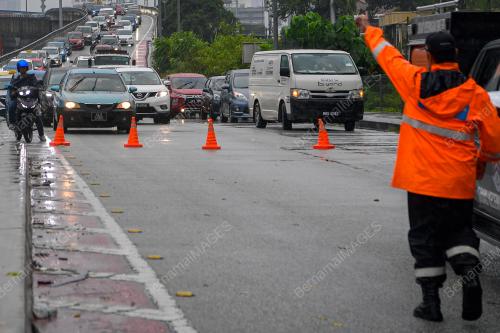 POKOK TUMBANG BULATAN PAHANG