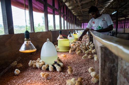 KL47_13032018_ANAK_AYAM