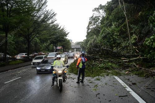 POKOK TUMBANG