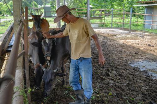PENTERNAK LEMBU KORBAN KERESAHAN
