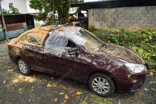 POKOK TUMBANG