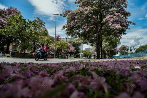TINJAUAN MUSIM BUNGA SAKURA SEKITAR KUALA LUMPUR