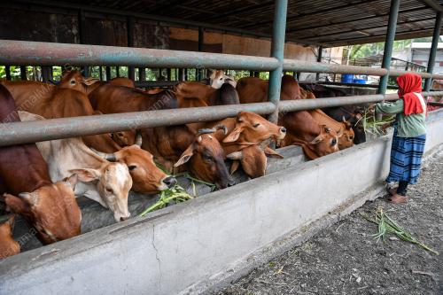 TINJAUAN KANDANG LEMBU KORBAN