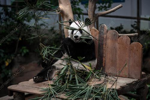 PENGHANTARAN PULANG ANAK PANDA
