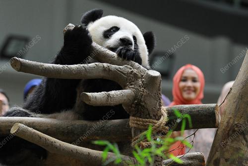 KL47_51017_PANDA_BN201710047449_05102017