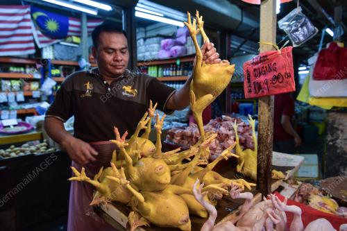 SUBSIDI AYAM TAMAT