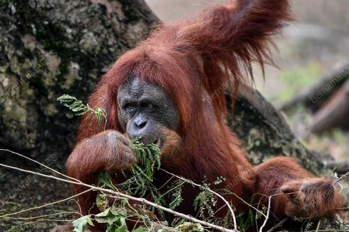 TINJAUAN ZOO NEGARA