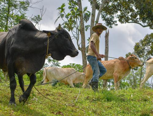 PENTERNAK LEMBU KORBAN KERESAHAN
