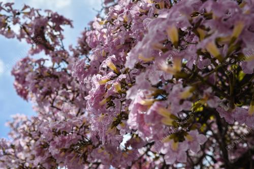 TINJAUAN MUSIM BUNGA SAKURA SEKITAR KUALA LUMPUR