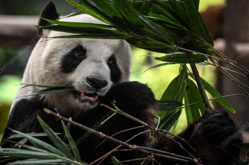 PENGHANTARAN PULANG ANAK PANDA