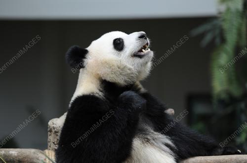 KL48_51017_PANDA_BN201710047449_05102017