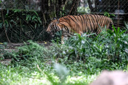 TINJAUAN ZOO NEGARA