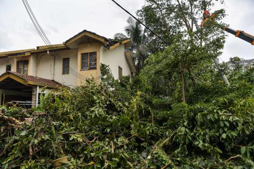 POKOK TUMBANG