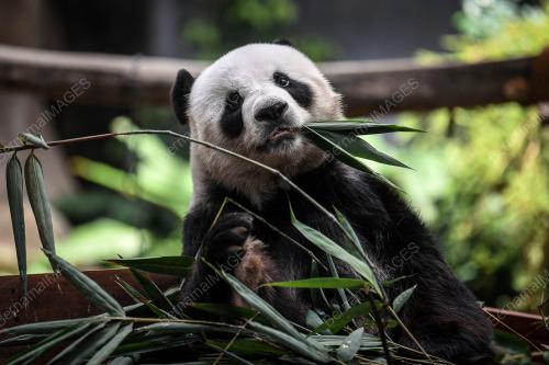 PENGHANTARAN PULANG ANAK PANDA