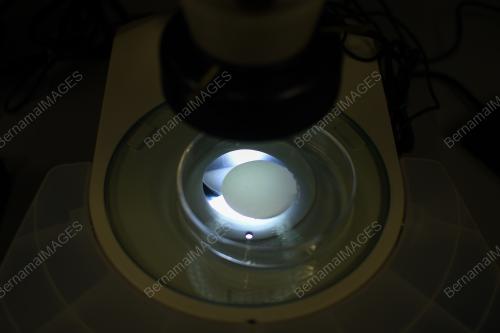MIKROPLASTIK
