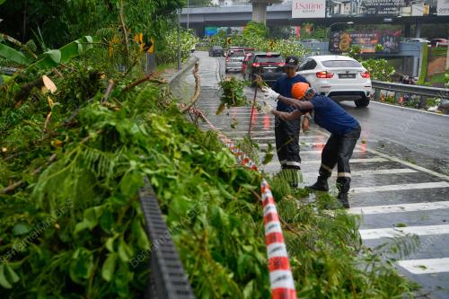 POKOK TUMBANG BULATAN PAHANG